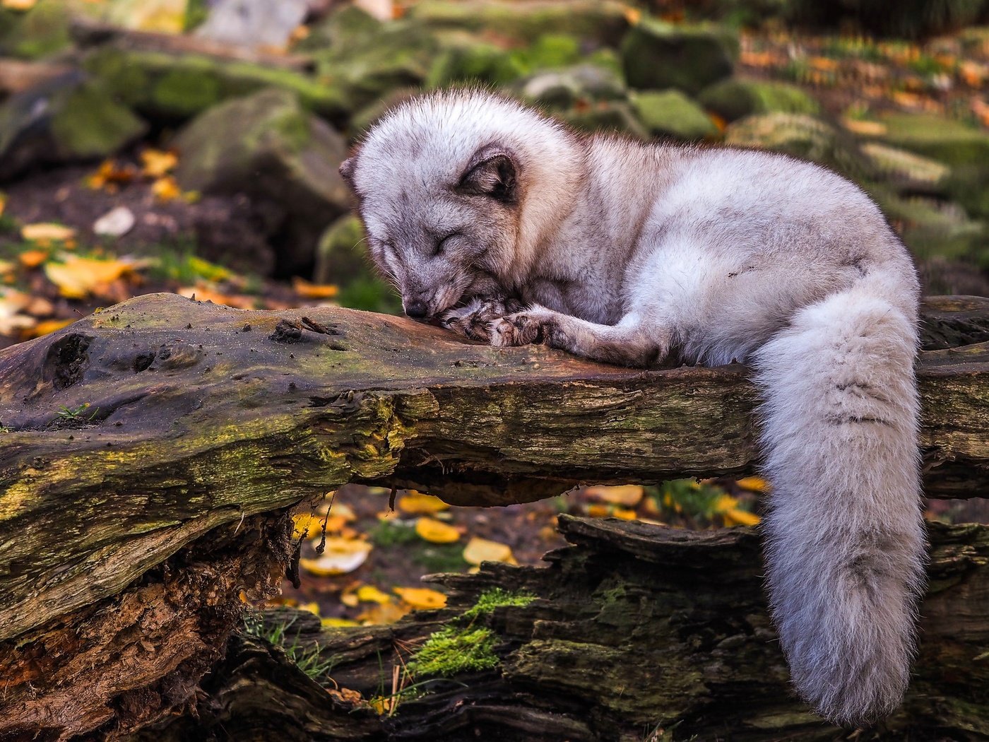 Обои листва, осень, сон, лежит, спит, коряга, песец, foliage, autumn, sleep, lies, sleeping, snag, fox разрешение 2048x1366 Загрузить