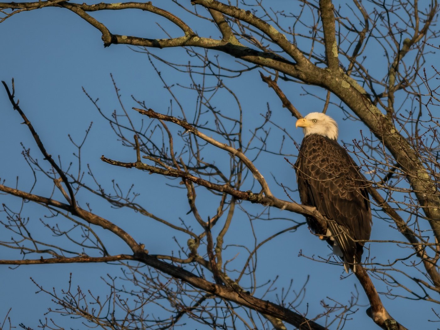 Обои небо, дерево, ветки, птица, белоголовый орлан, the sky, tree, branches, bird, bald eagle разрешение 3841x2609 Загрузить