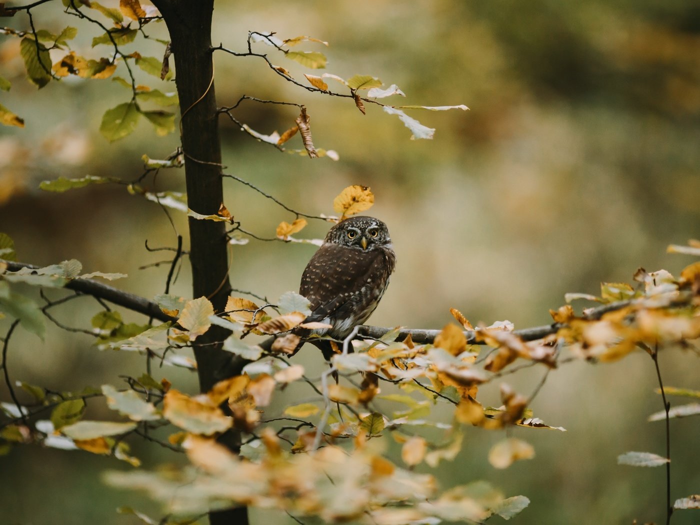 Обои сова, дерево, осень, owl, tree, autumn разрешение 3840x2160 Загрузить
