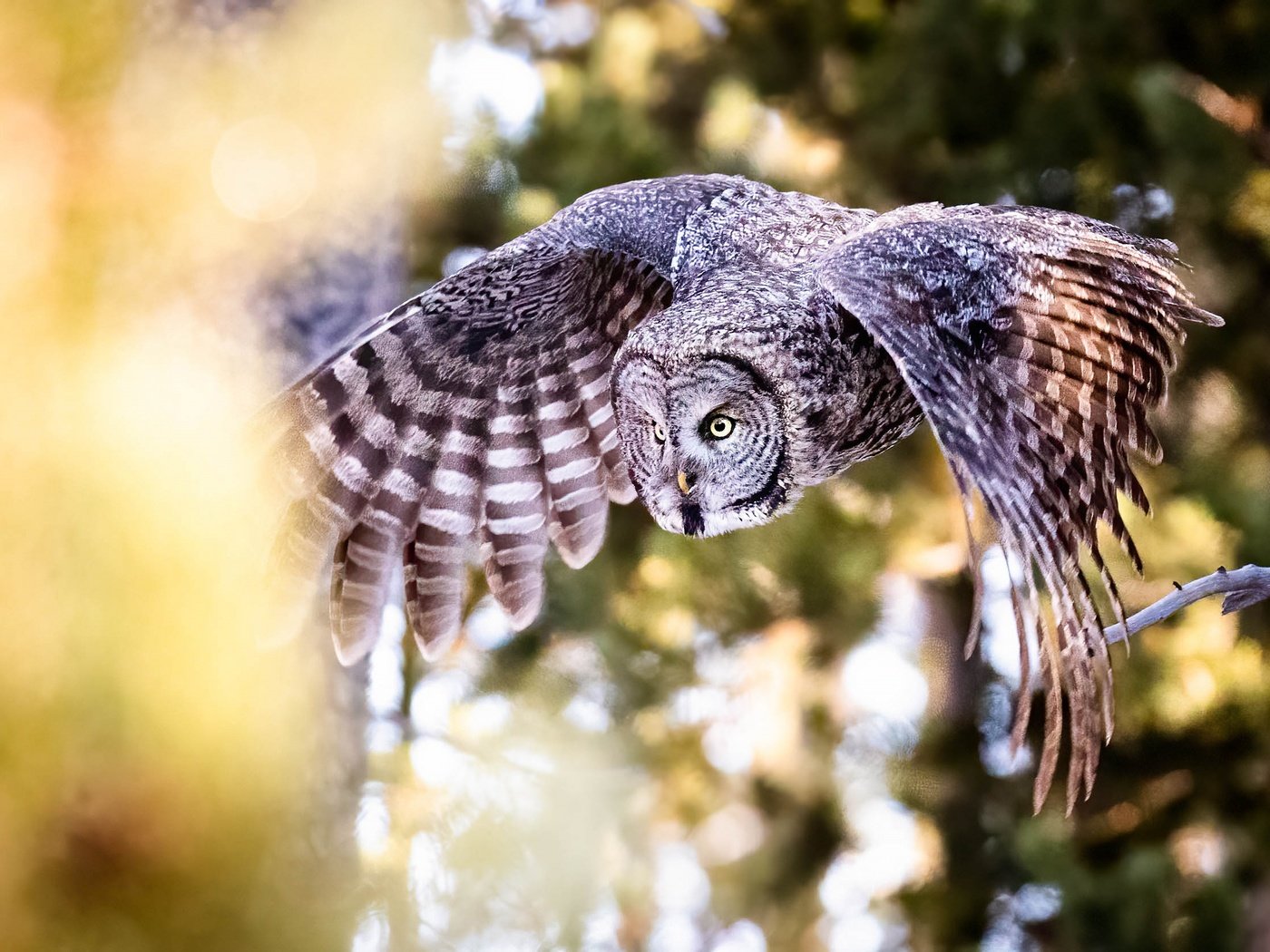 Обои сова, полет, крылья, птица, боке, неясыть, owl, flight, wings, bird, bokeh разрешение 2503x1669 Загрузить