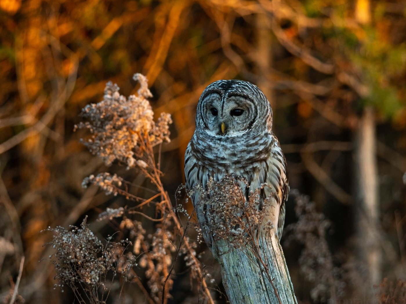 Обои сова, ветки, осень, птица, боке, неясыть, owl, branches, autumn, bird, bokeh разрешение 2048x1578 Загрузить