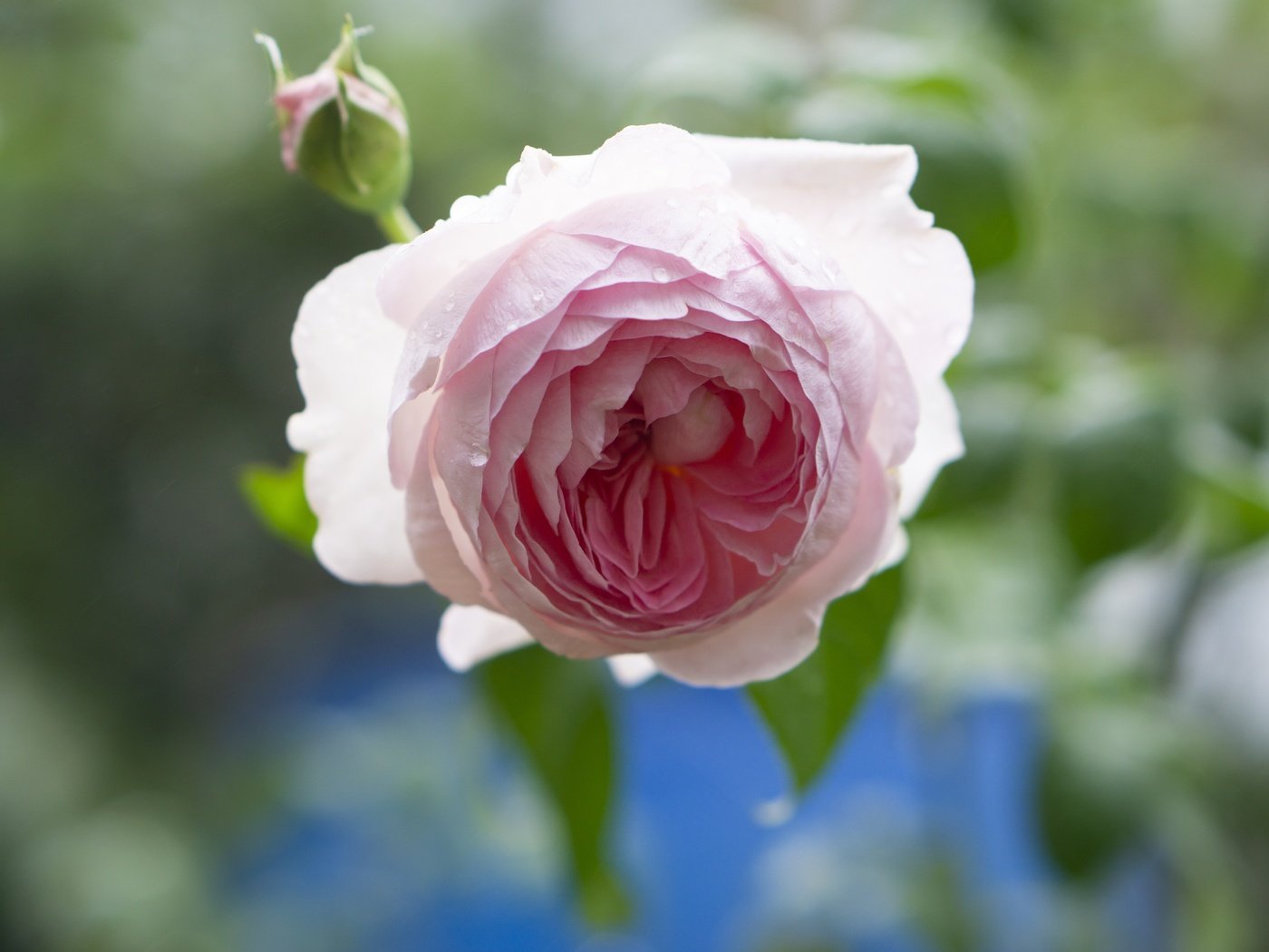 Обои свет, капли, роза, лепестки, бутон, розовая, боке, light, drops, rose, petals, bud, pink, bokeh разрешение 6000x4000 Загрузить