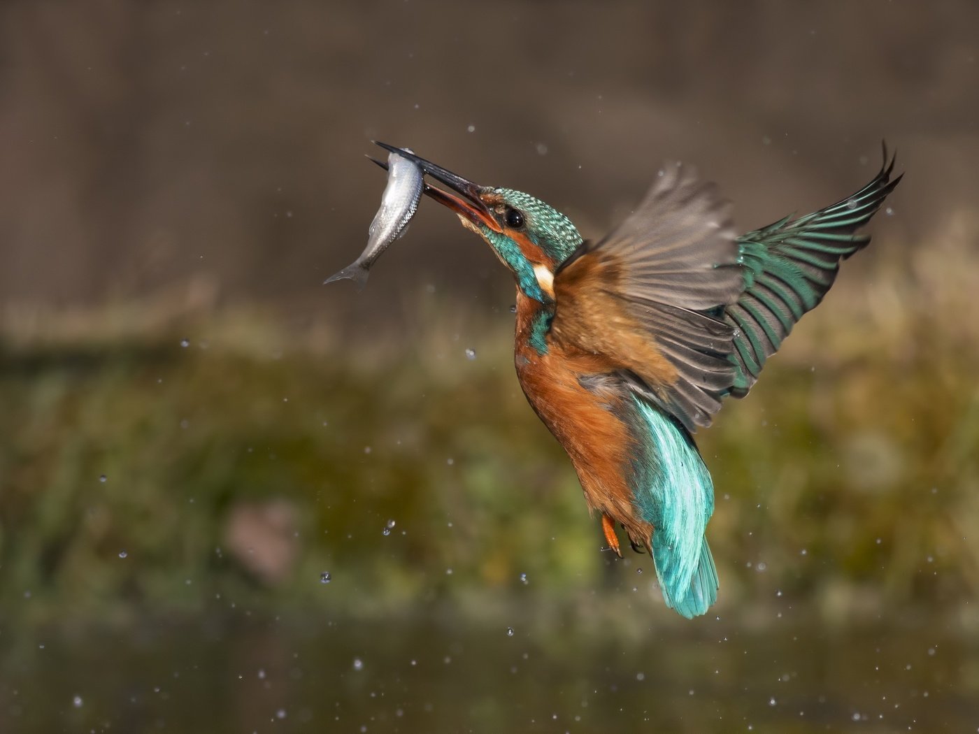 Обои вода, капли, брызги, птица, рыба, зимородок, улов, water, drops, squirt, bird, fish, kingfisher, catch разрешение 2499x1667 Загрузить