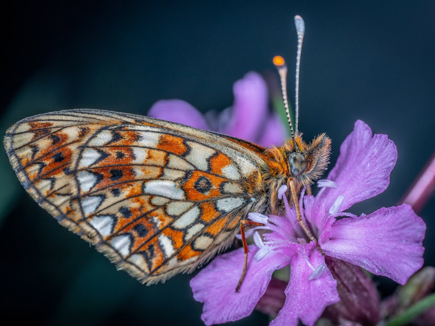 Обои цветок, бабочка, flower, butterfly разрешение 3500x2335 Загрузить