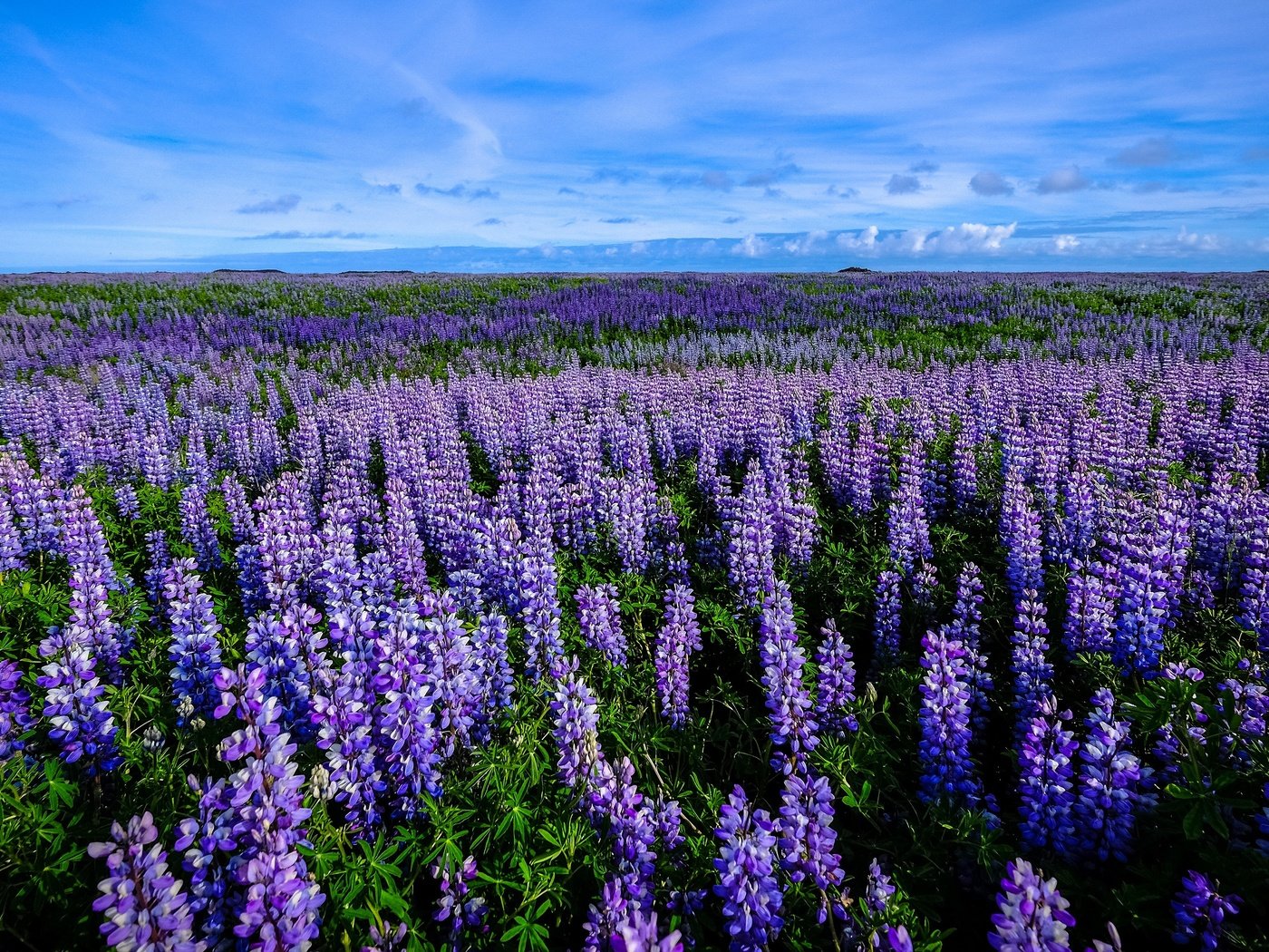 Обои цветы, поле, много, люпины, flowers, field, a lot, lupins разрешение 3840x2160 Загрузить