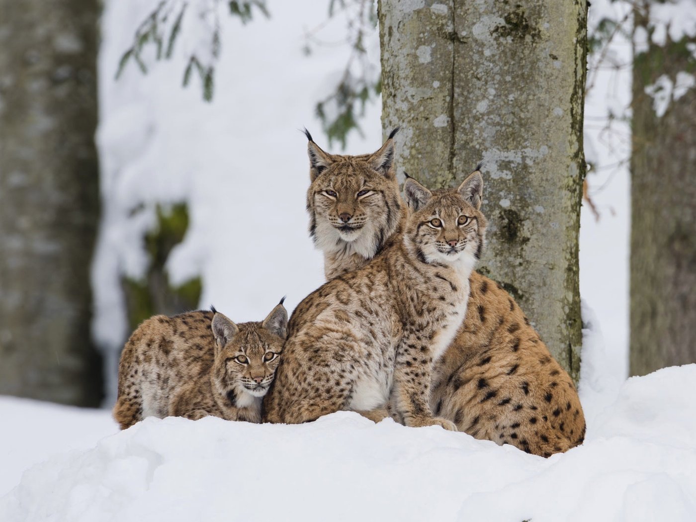 Обои деревья, снег, зима, рысь, взгляд, семья, рыси, рысёнок, trees, snow, winter, lynx, look, family, a small lynx разрешение 2000x1335 Загрузить
