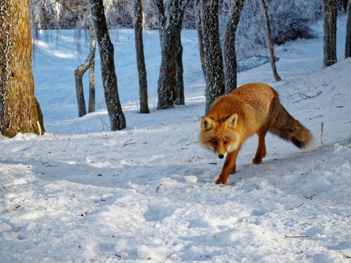 Обои морда, рыжая, деревья, лиса, снег, прогулка, лес, зима, поза, иней, взгляд, face, red, trees, fox, snow, walk, forest, winter, pose, frost, look разрешение 2000x1325 Загрузить