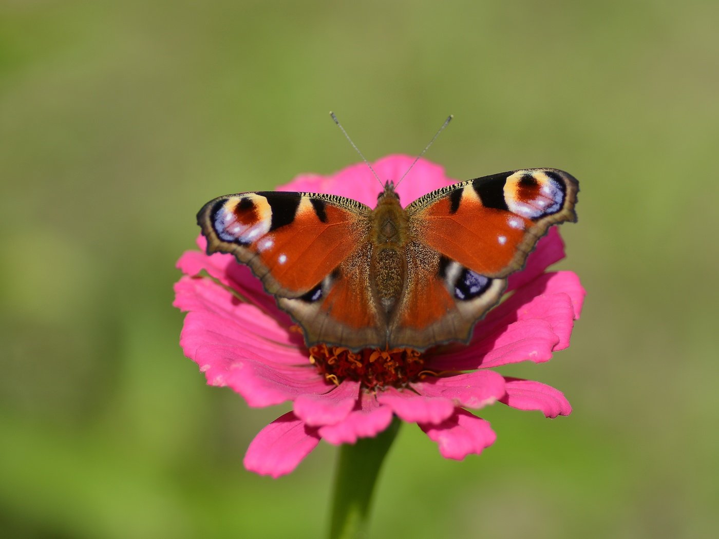 Обои природа, цветок, бабочка, павлиний глаз, nature, flower, butterfly, peacock разрешение 5622x3747 Загрузить