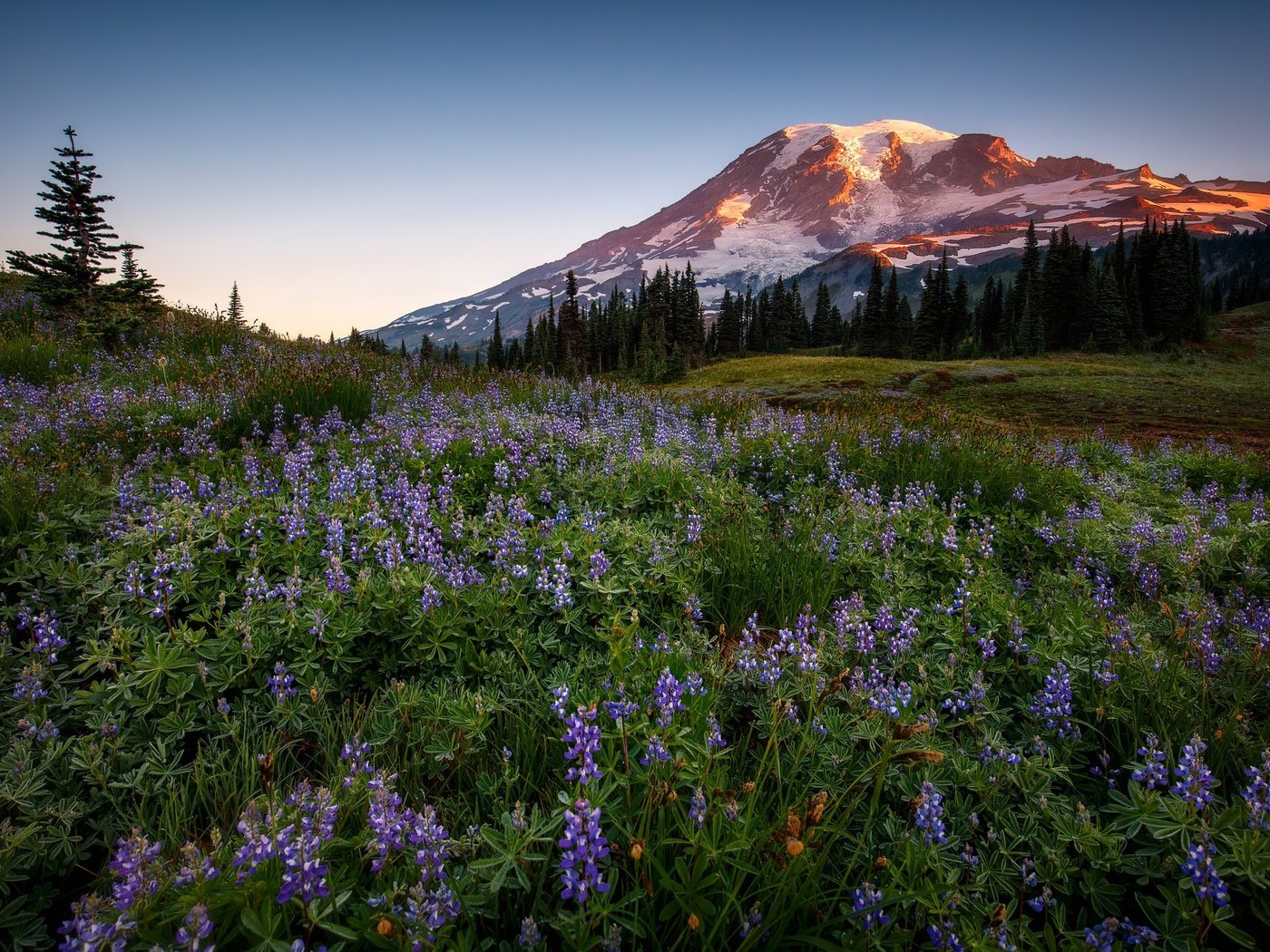 Обои цветы, горы, лес, люпины, flowers, mountains, forest, lupins разрешение 2048x1365 Загрузить