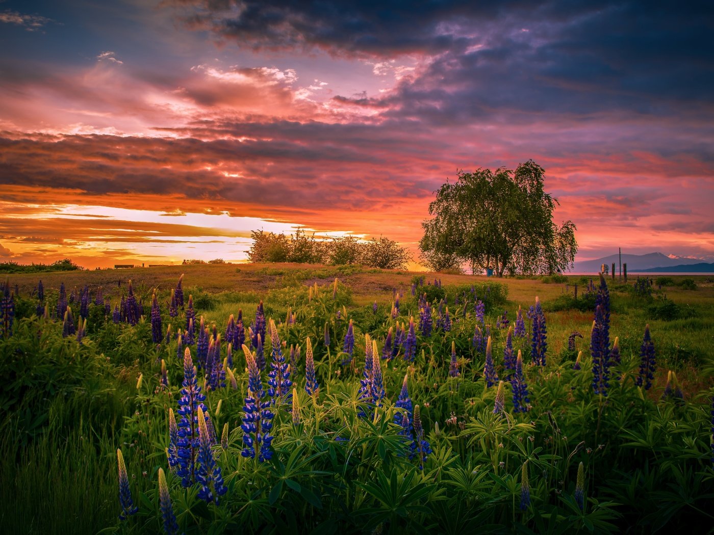 Обои цветы, закат, лето, люпины, flowers, sunset, summer, lupins разрешение 6143x3912 Загрузить