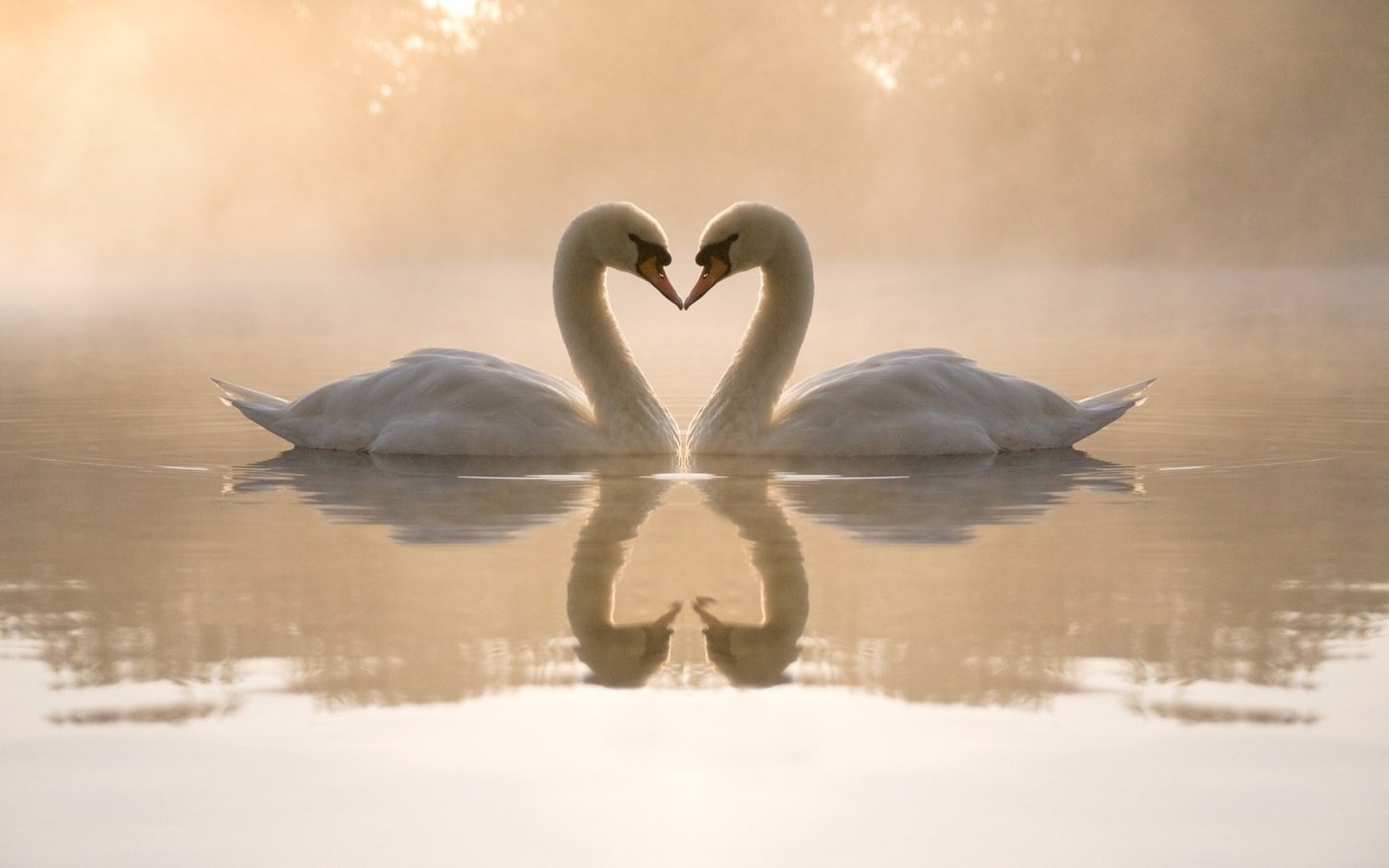 Обои вода, отблески, вечер, туман, сердце, любовь, пруд, пара, лебеди, water, reflections, the evening, fog, heart, love, pond, pair, swans разрешение 1920x1200 Загрузить