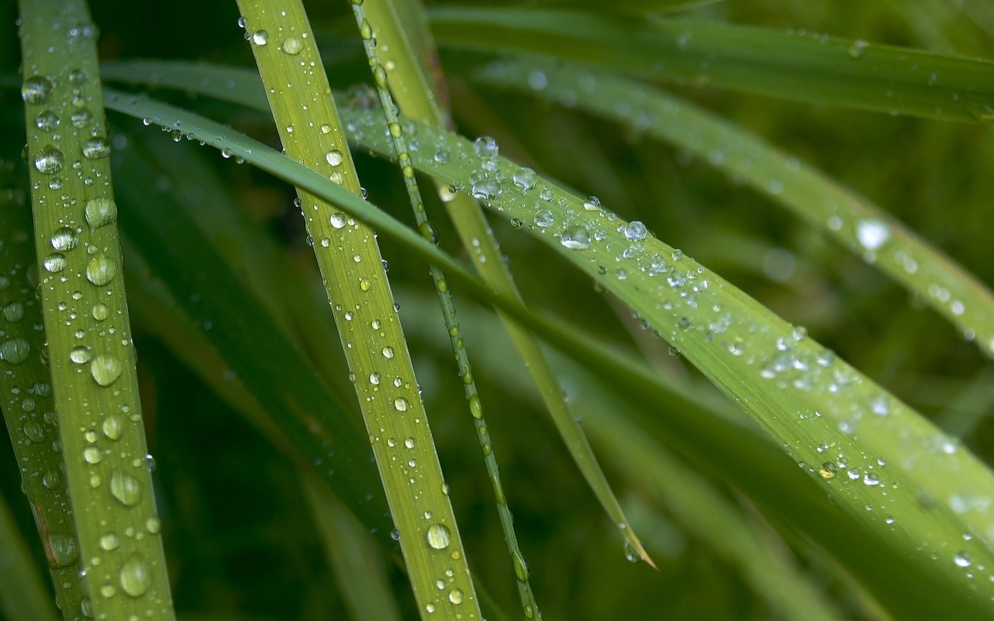 Обои трава, макро, роса, капли, капельки, десктоп, зеленые листья, grass, macro, rosa, drops, droplets, desktop, green leaves разрешение 1920x1080 Загрузить