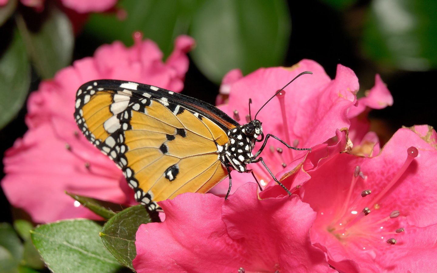 Обои цветок, бабочка, лепесток, нектар, flower, butterfly, petal, nectar разрешение 1920x1200 Загрузить
