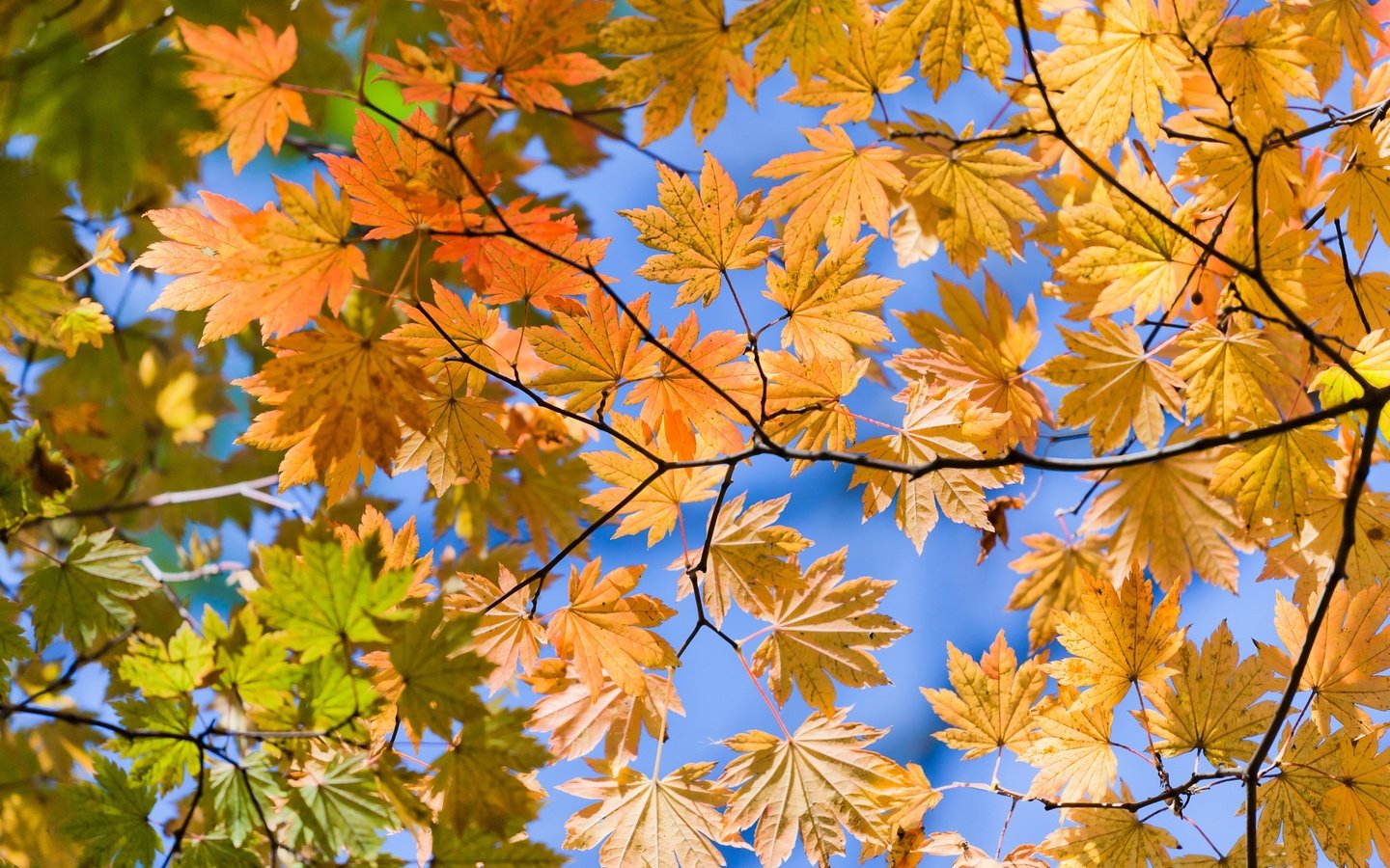 Обои листья, ветки, вид, осень, желтые, снизу, autumn lifs, leaves, branches, view, autumn, yellow, bottom разрешение 3600x2400 Загрузить