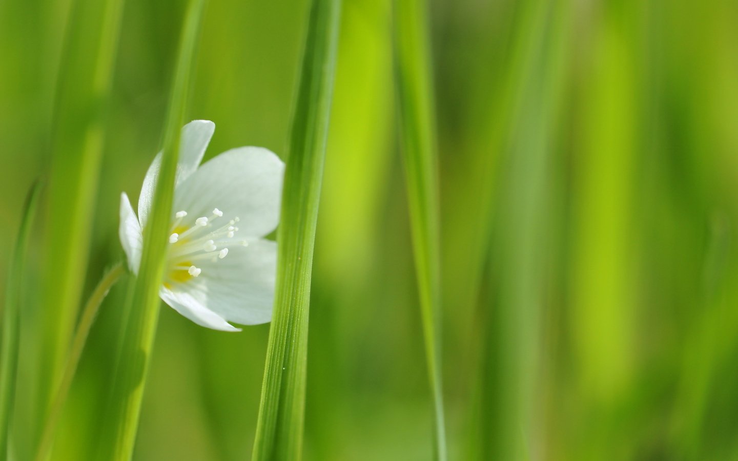 Обои трава, цветок, белый, зеленая, один, grass, flower, white, green, one разрешение 1920x1080 Загрузить