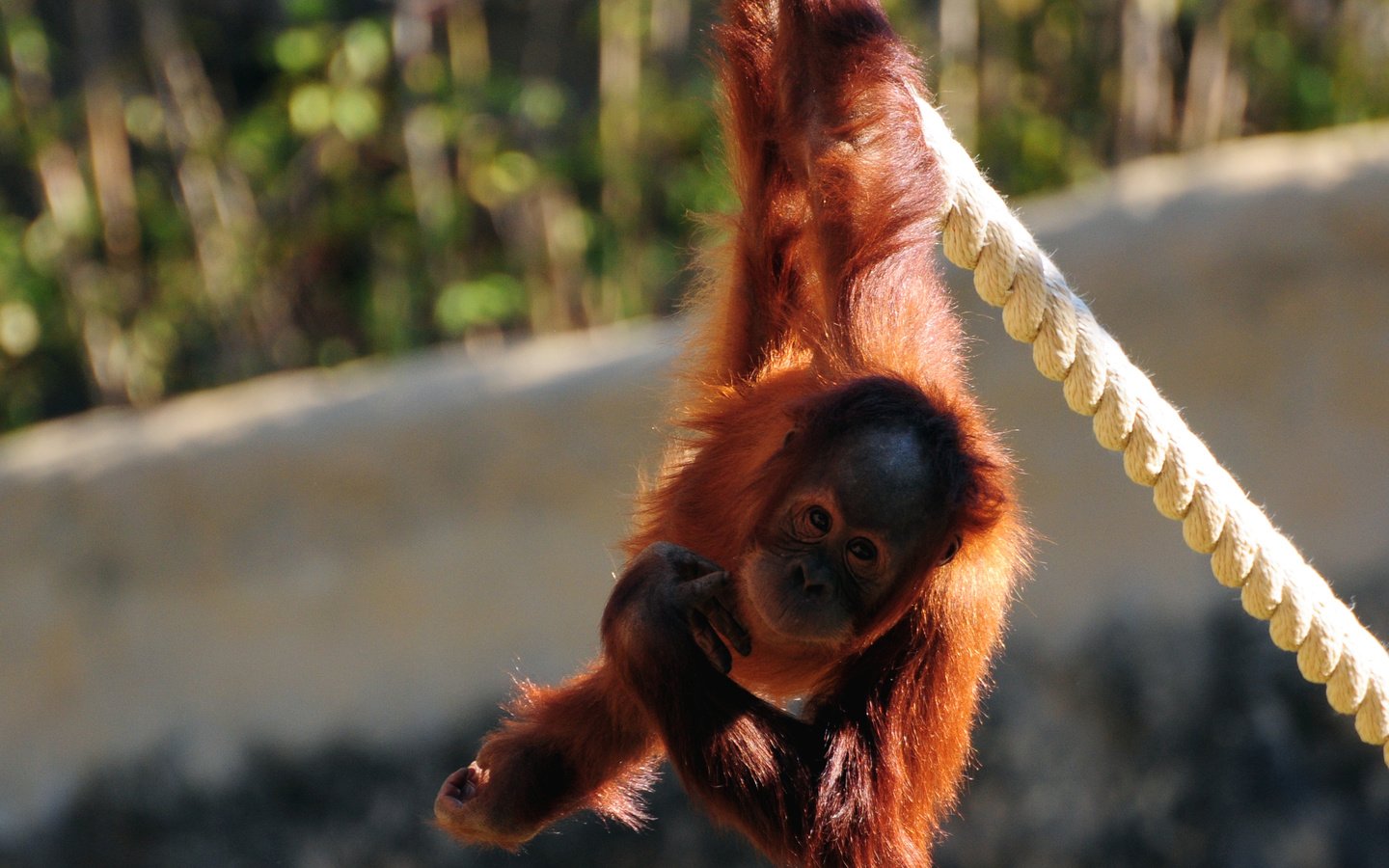 Обои канат, обезьяна, обезьянка, примат, орангутанг, орангутан, rope, monkey, the primacy of, orangutan разрешение 2560x1920 Загрузить