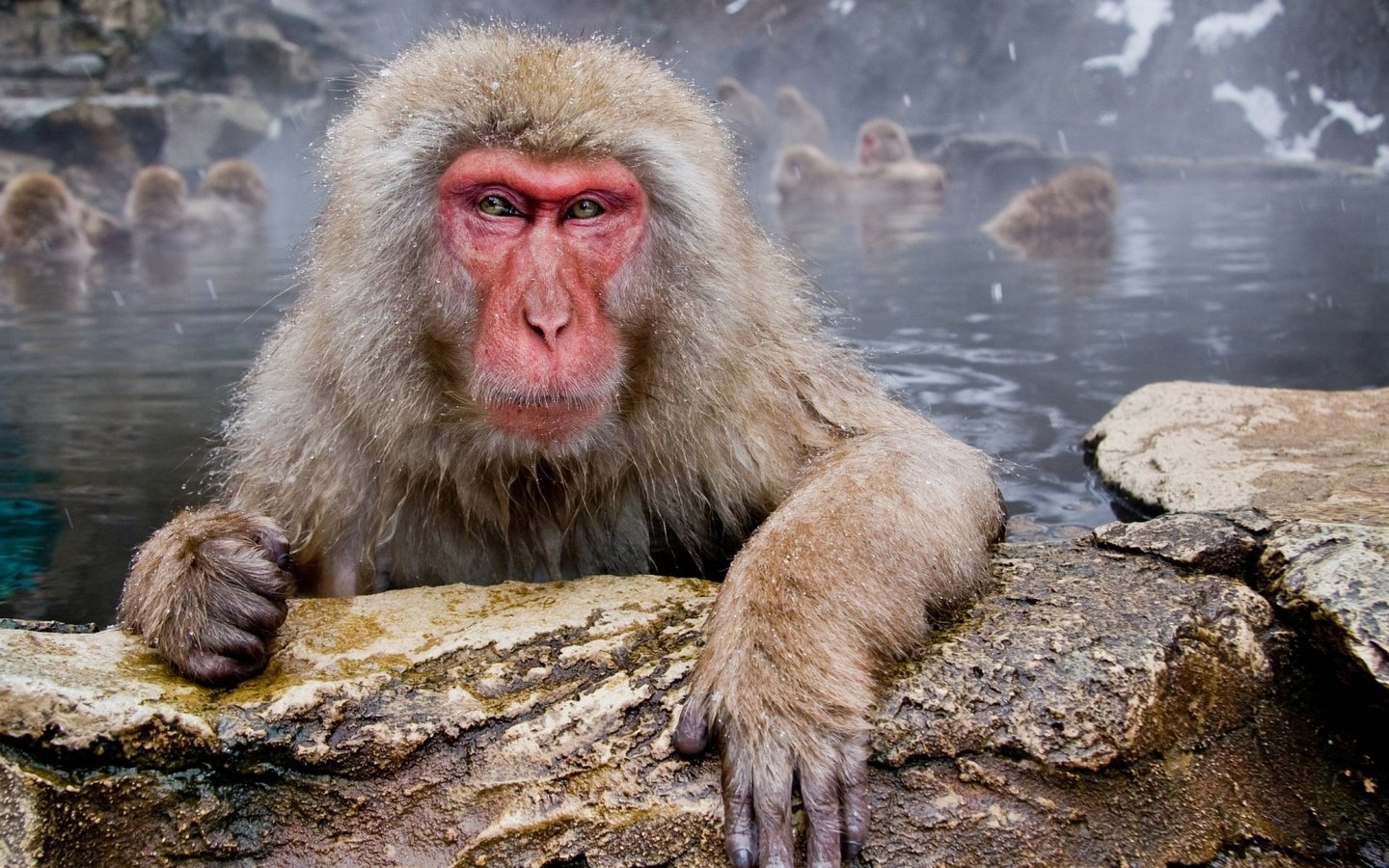 Обои морда, вода, взгляд, макаки, обезьяны, японский макак, face, water, look, macaques, monkey, japanese macaques разрешение 1920x1200 Загрузить