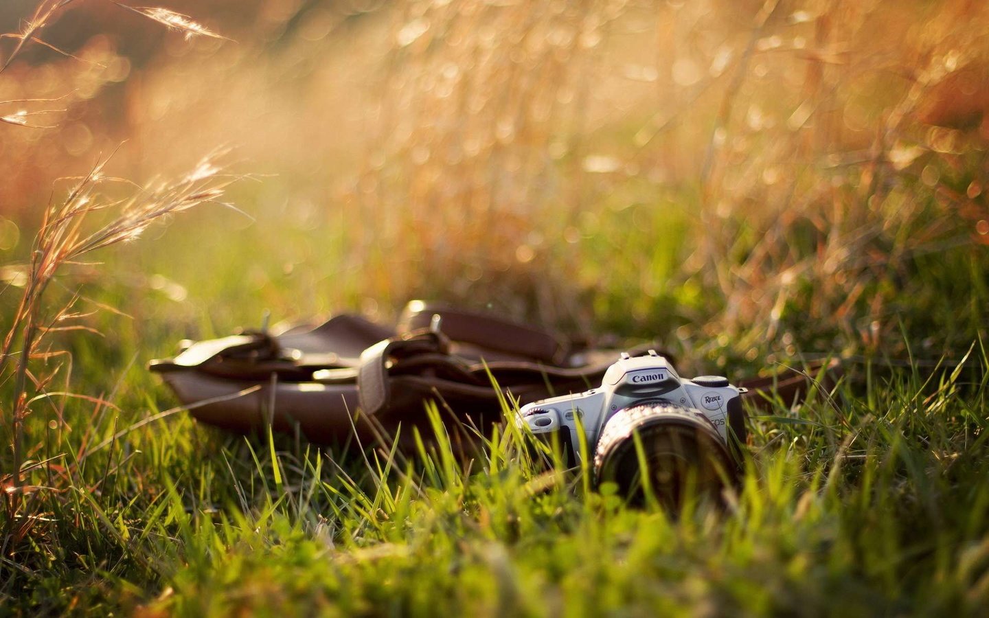 Обои трава, фотоаппарат, камера, канон, grass, the camera, camera, canon разрешение 1920x1200 Загрузить