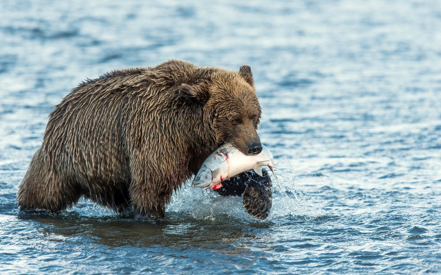 Обои вода, река, медведь, рыба, лосось, улов, water, river, bear, fish, salmon, catch разрешение 1920x1200 Загрузить