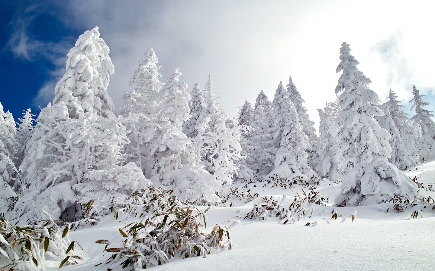 Обои небо, деревья, снег, лес, зима, ели, the sky, trees, snow, forest, winter, ate разрешение 1920x1200 Загрузить