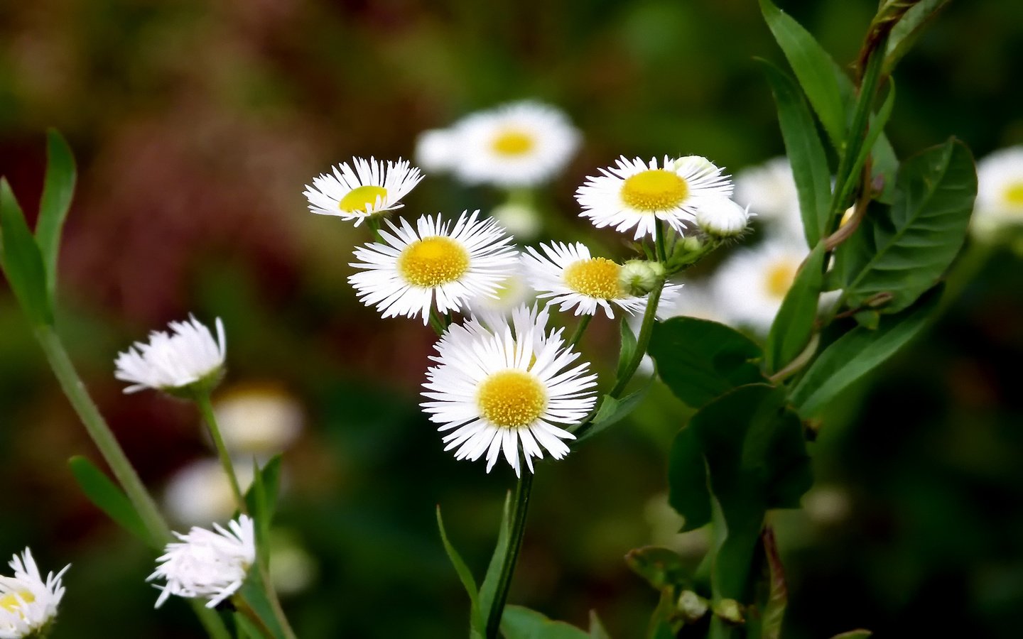 Обои цветы, макро, поле, луг, ромашки, белые, полевые цветы, flowers, macro, field, meadow, chamomile, white, wildflowers разрешение 1920x1200 Загрузить