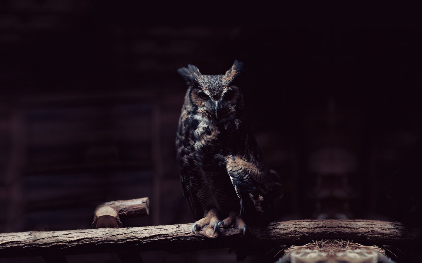 Обои сова, ветка, хищник, сидит, птица, темный фон, тени,   сова, owl, branch, predator, sitting, bird, the dark background, shadows разрешение 1920x1080 Загрузить