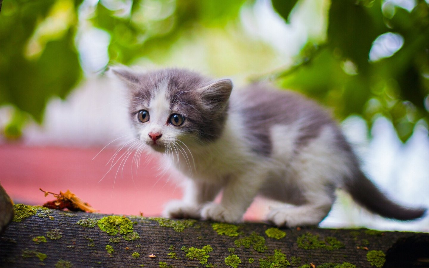 Обои кошка, взгляд, котенок, мох, малыш, наблюдает, cat, look, kitty, moss, baby, watching разрешение 1920x1200 Загрузить