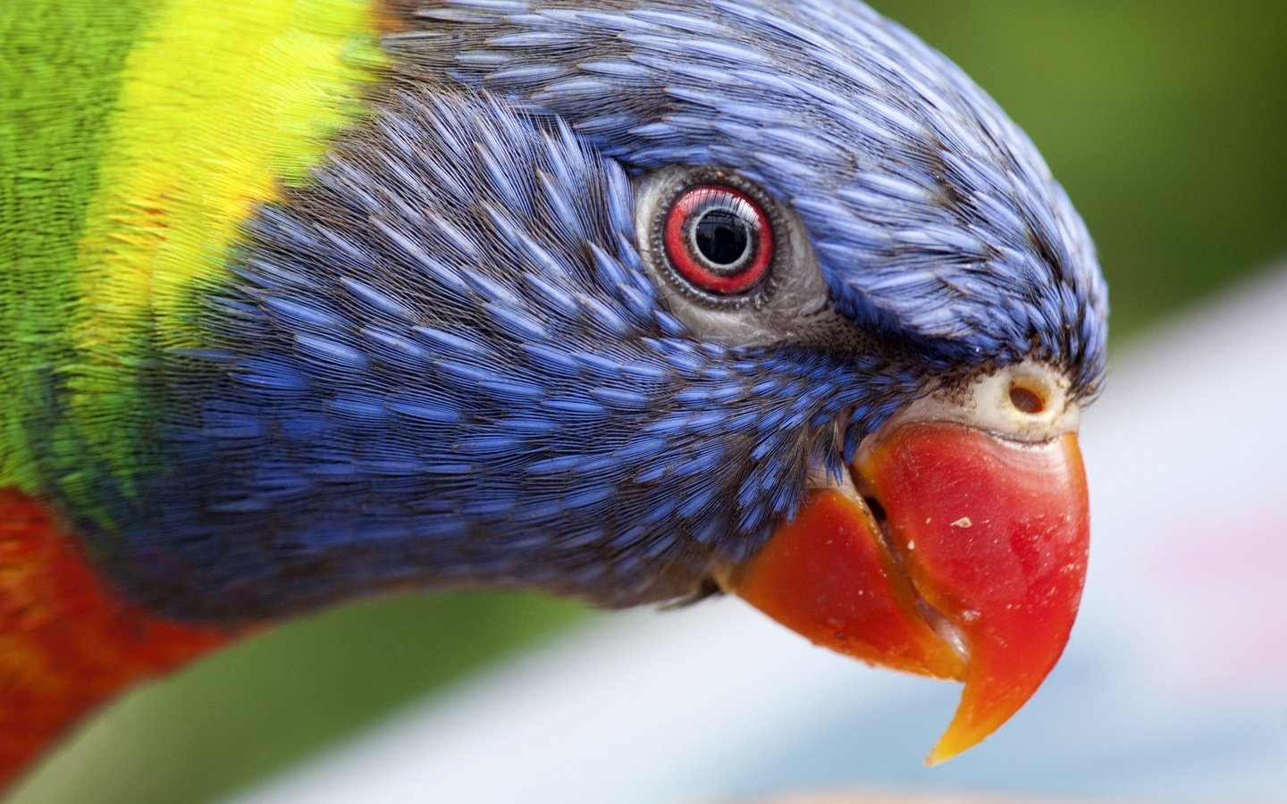 Обои птица, клюв, попугай, радужный лорикет, bird, beak, parrot, rainbow lorikeet разрешение 2643x1978 Загрузить