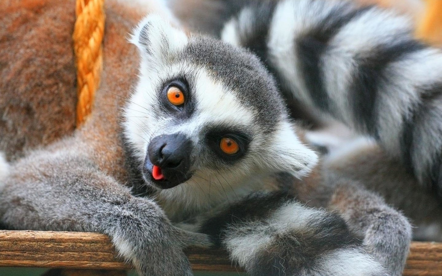 Обои лемур, lemur разрешение 2560x1920 Загрузить