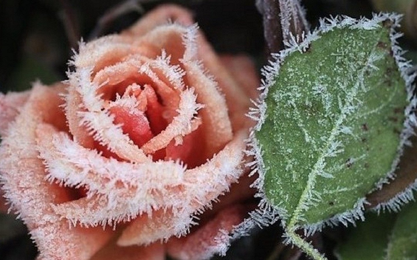 Обои цветы, растения, мороз, роза, flowers, plants, frost, rose разрешение 1920x1080 Загрузить