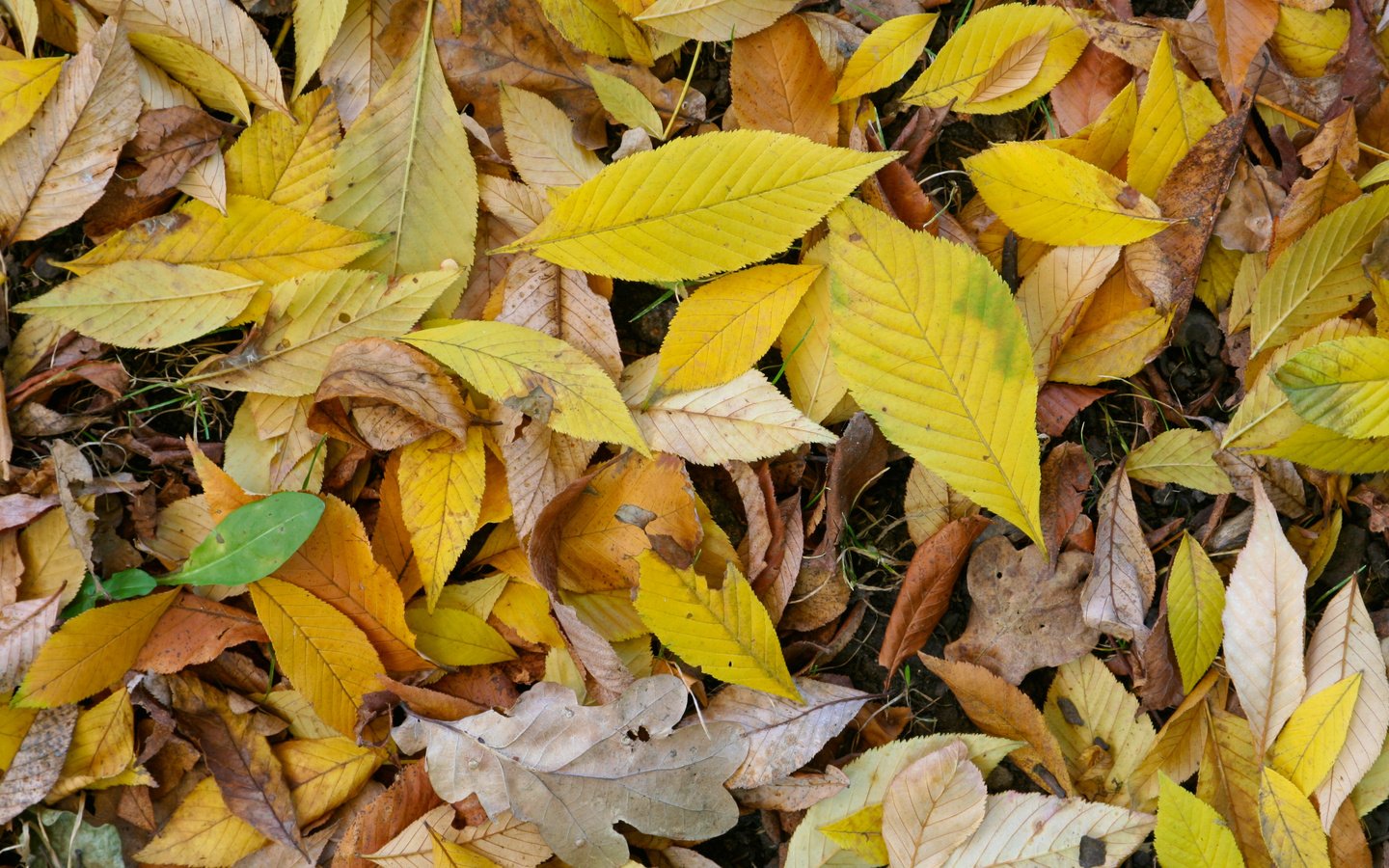 Обои природа, листья, макро, осень, nature, leaves, macro, autumn разрешение 3456x2304 Загрузить