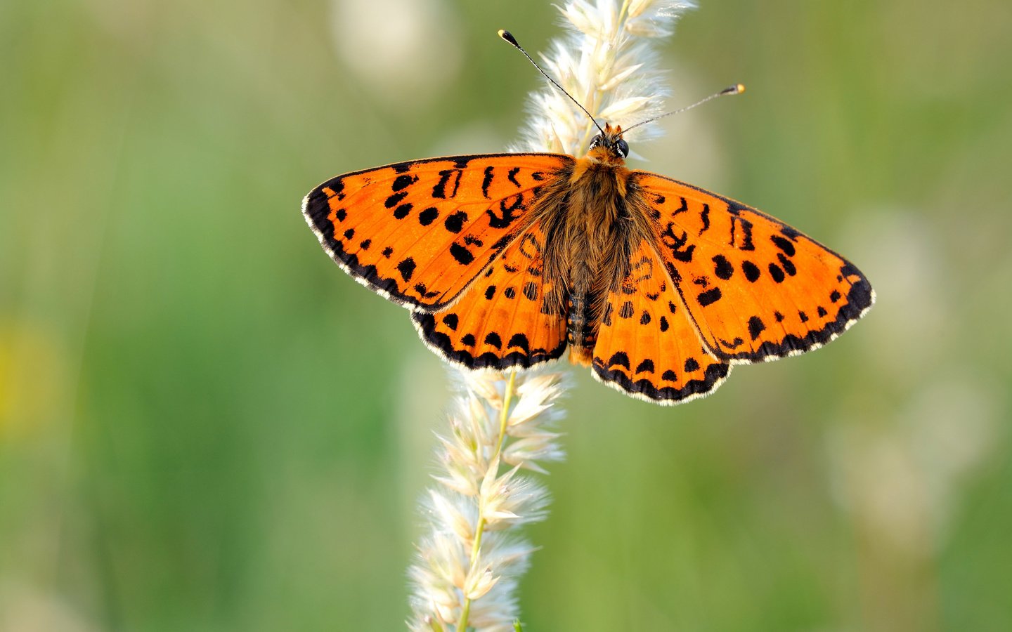 Обои природа, бабочка, крылья, насекомые, размытость, растение, колосок, боке, nature, butterfly, wings, insects, blur, plant, spike, bokeh разрешение 2800x1867 Загрузить