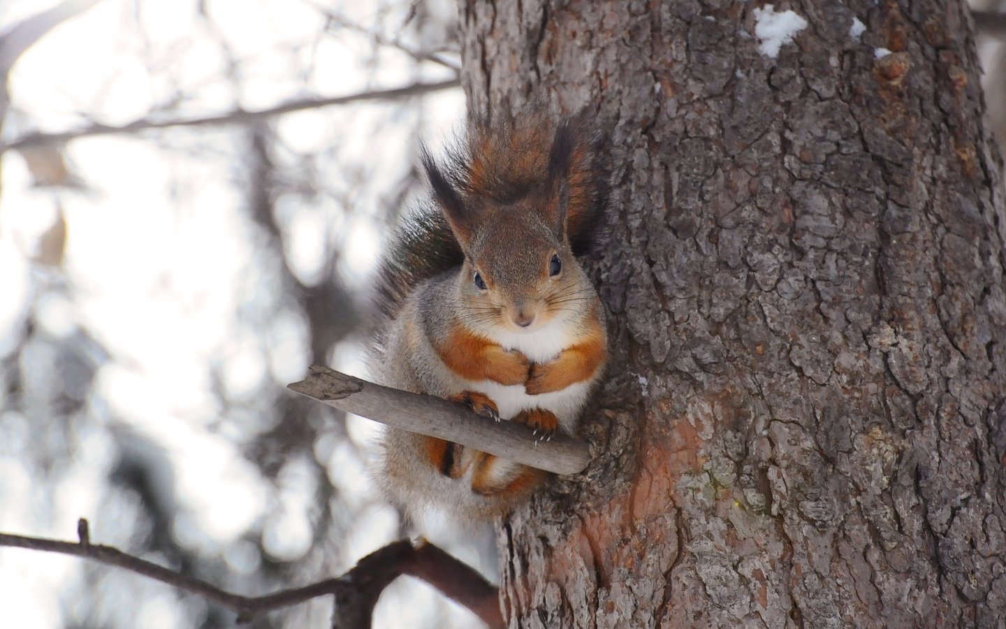 Обои дерево, белка, хвост, лапки, белочка, anna verdina, tree, protein, tail, legs, squirrel разрешение 3288x2284 Загрузить