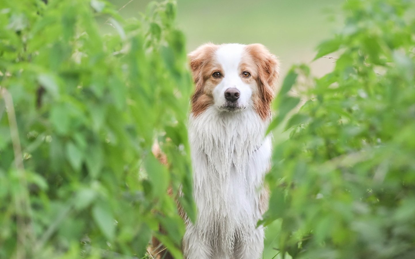 Обои растения, мордочка, взгляд, собака, plants, muzzle, look, dog разрешение 2048x1360 Загрузить