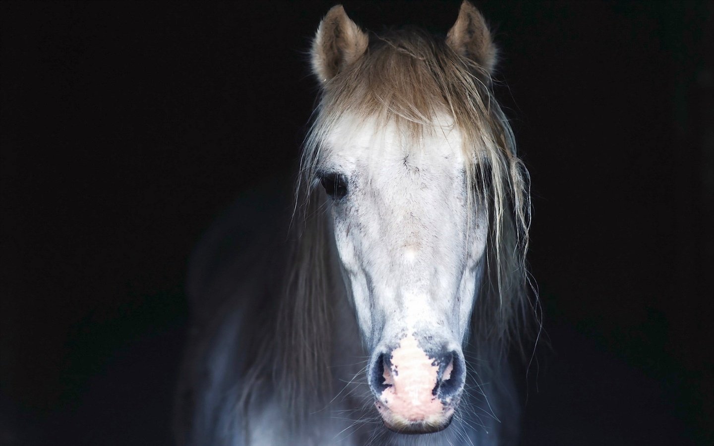 Обои морда, лошадь, фон, конь, грива, face, horse, background, mane разрешение 1920x1200 Загрузить