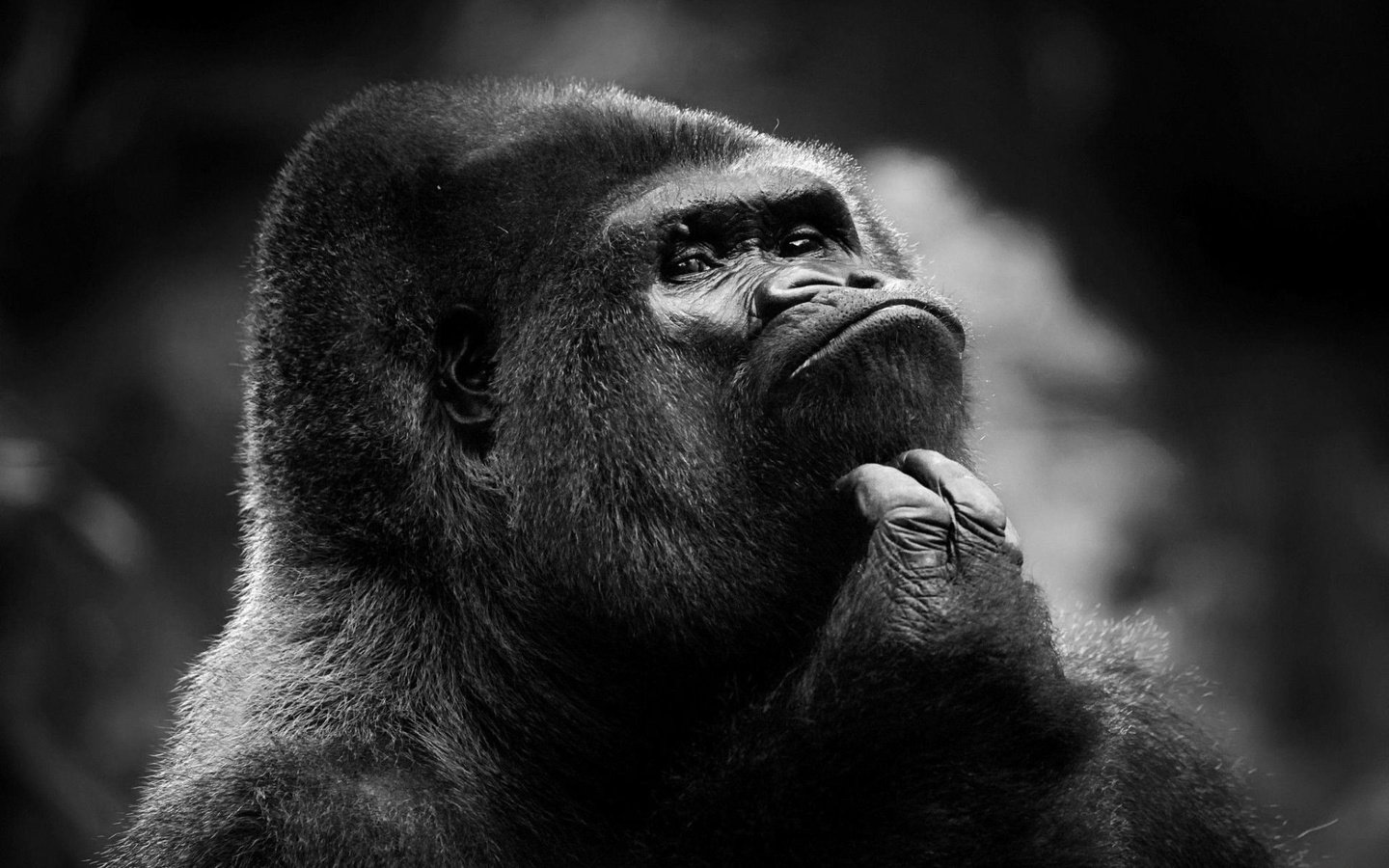 Обои взгляд, чёрно-белое, обезьяна, горилла, look, black and white, monkey, gorilla разрешение 1920x1200 Загрузить