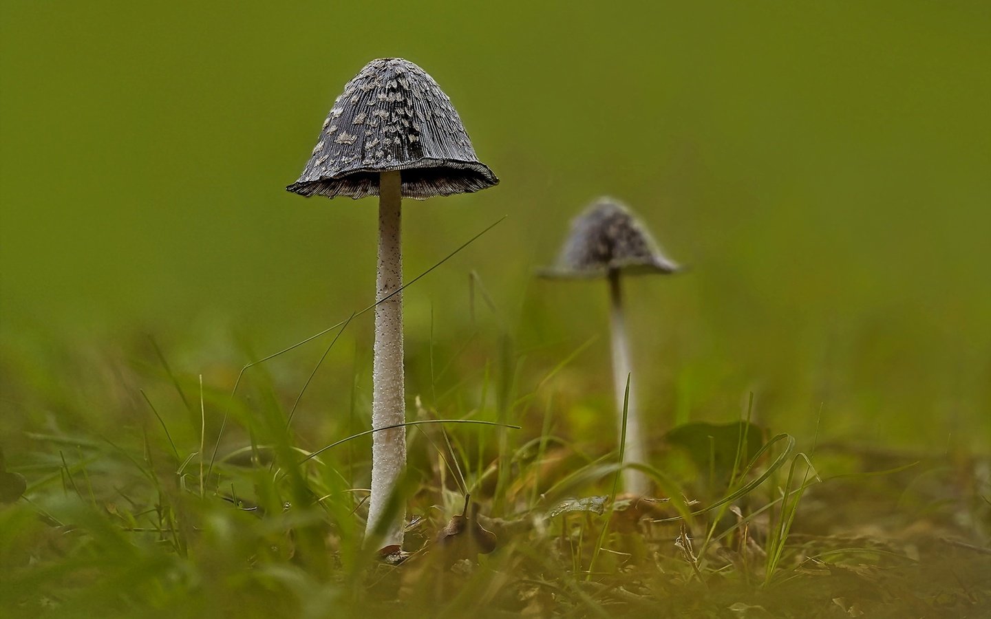 Обои природа, фон, грибы, nature, background, mushrooms разрешение 1920x1279 Загрузить