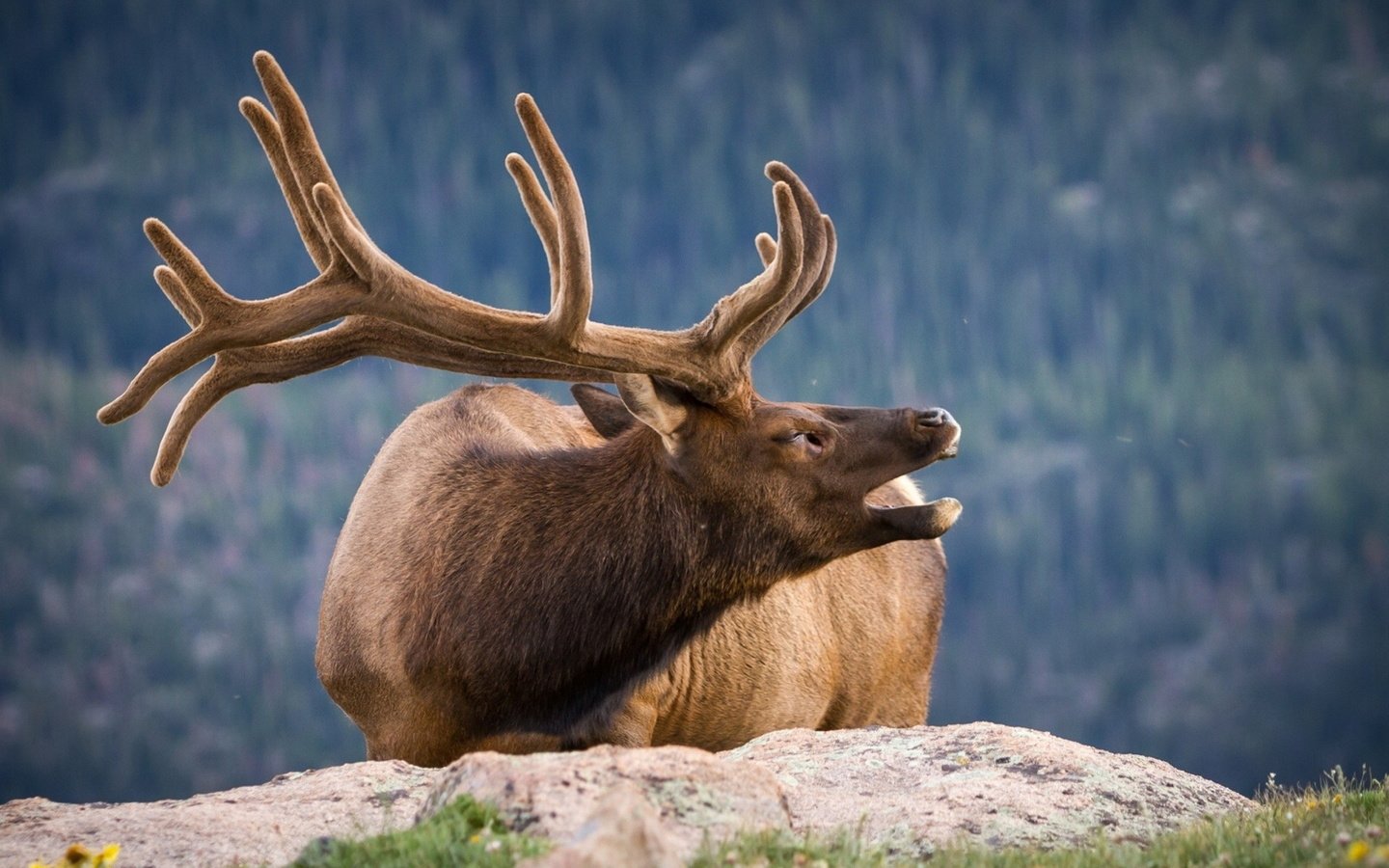 Обои природа, олень, фон, рога, nature, deer, background, horns разрешение 1920x1200 Загрузить