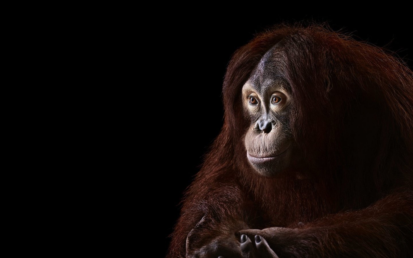 Обои фон, взгляд, черный фон, обезьяна, примат, орангутанг, орангутан, background, look, black background, monkey, the primacy of, orangutan разрешение 1920x1288 Загрузить