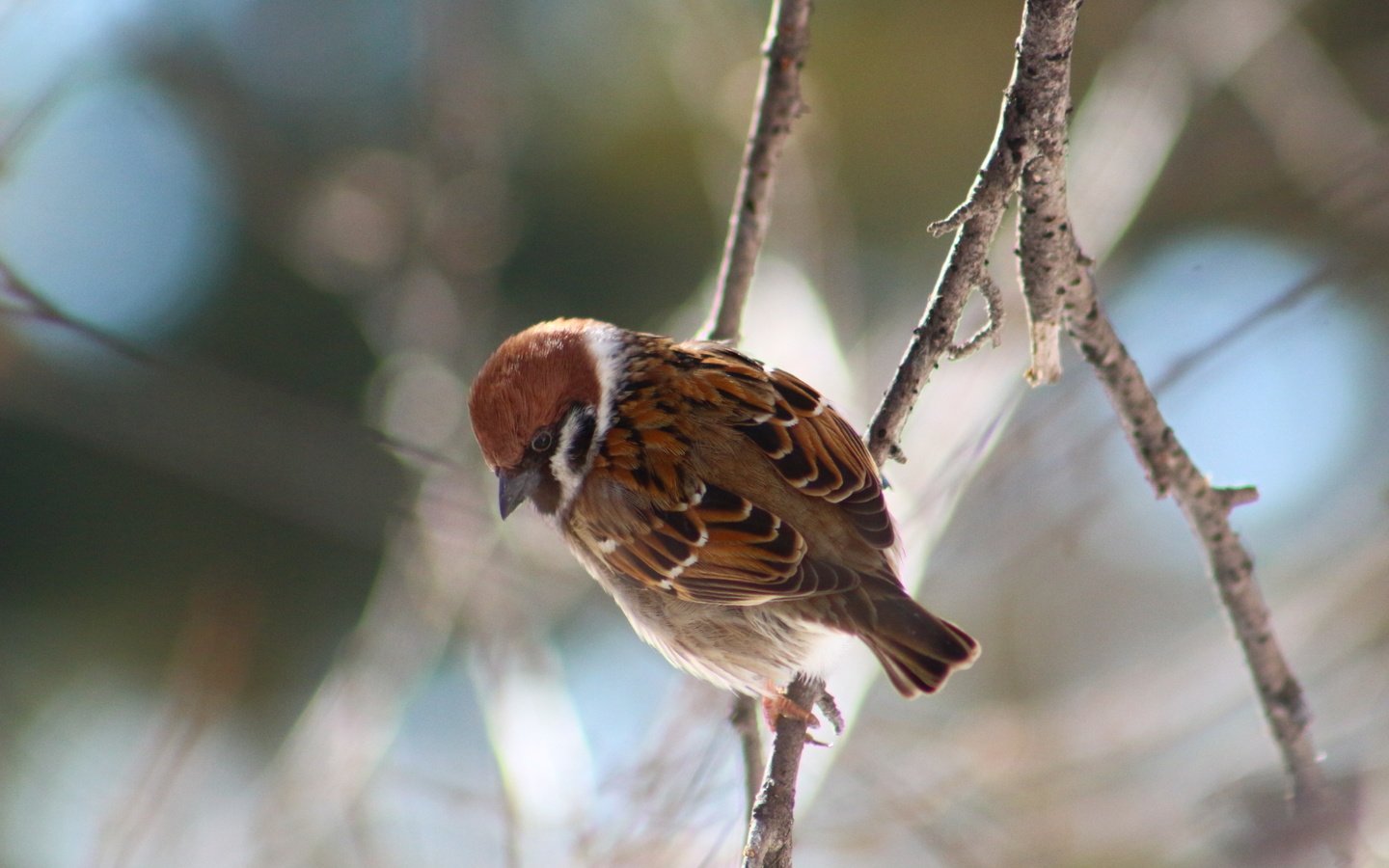 Обои лес, животные, птица, воробей, forest, animals, bird, sparrow разрешение 1920x1280 Загрузить