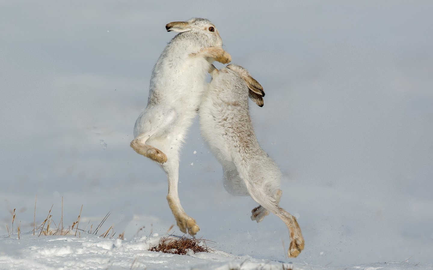 Обои природа, зайцы, defensive, горный заяц, nature, rabbits, mountain hare разрешение 2047x1248 Загрузить