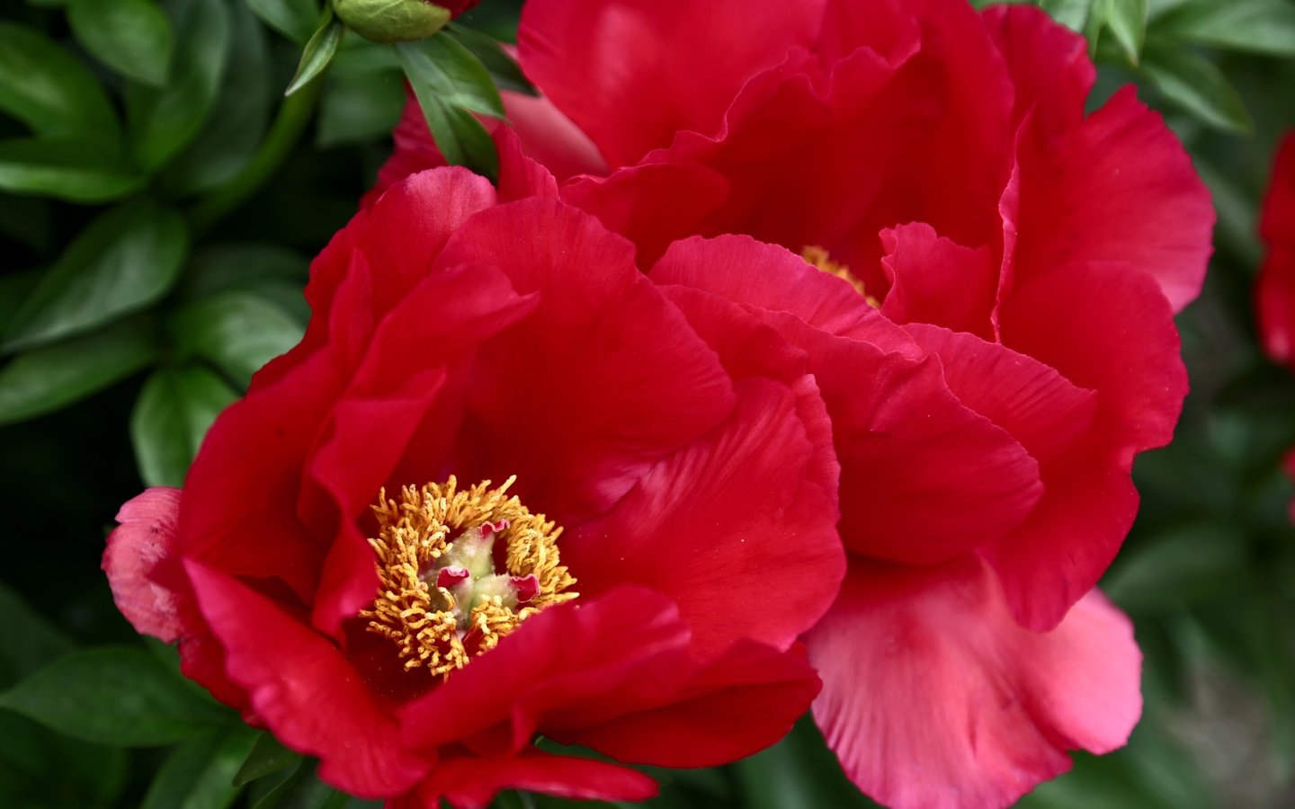 Обои макро, красный, пионы, macro, red, peonies разрешение 3000x2000 Загрузить