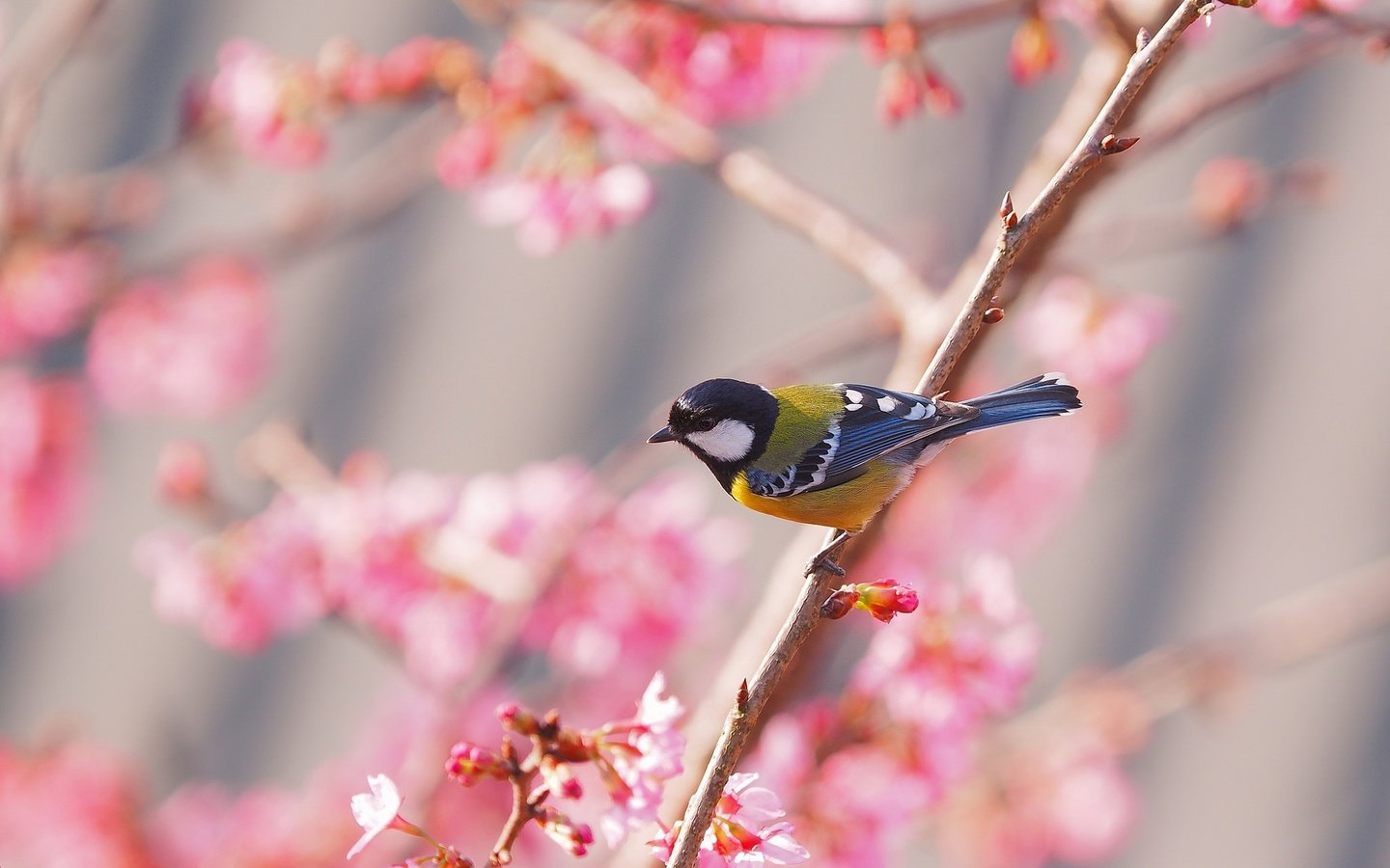 Обои птица, весна, сакура, синица, bird, spring, sakura, tit разрешение 2048x1312 Загрузить