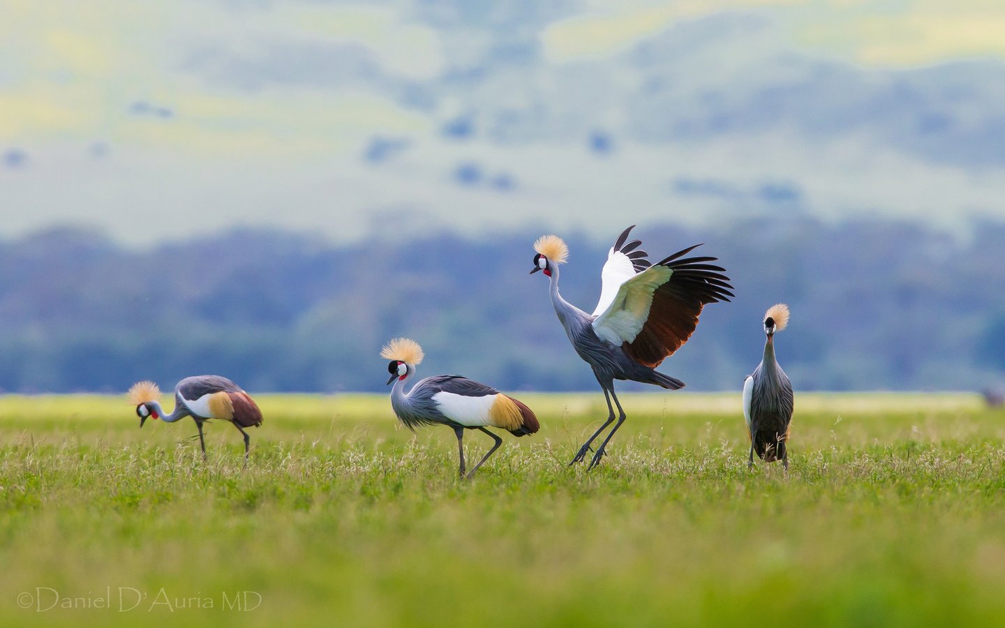 Обои птицы, венценосный журавль, журавли, хохолок, birds, crowned crane, cranes, crest разрешение 2048x1220 Загрузить