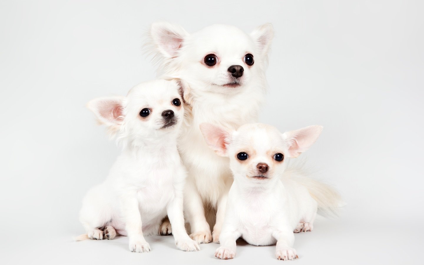 Обои щенки, трио, милые, чихуахуа, puppies, trio, cute, chihuahua разрешение 3000x1966 Загрузить