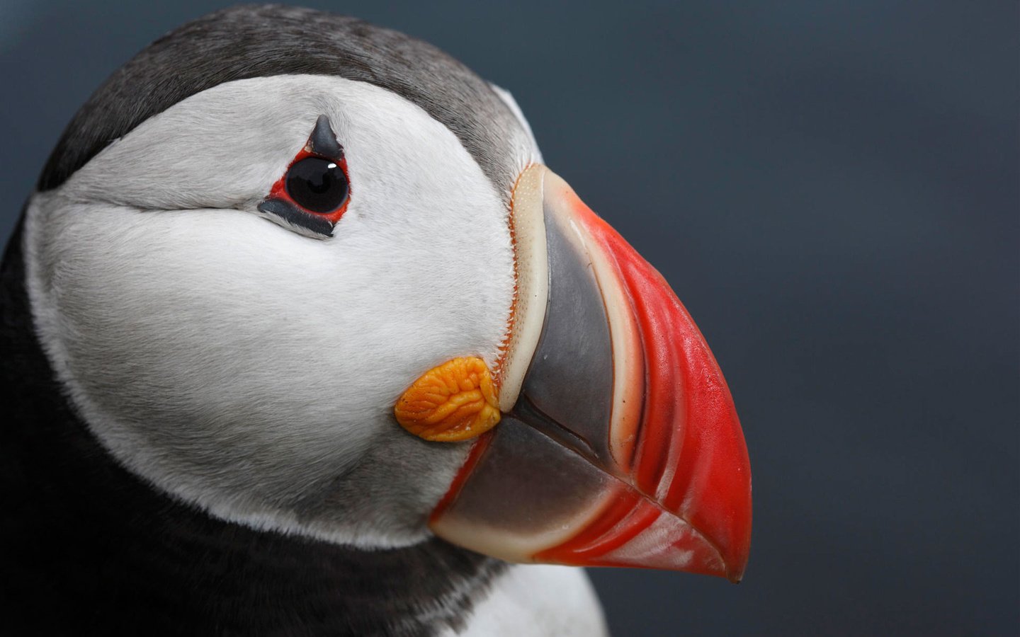 Обои морская, птица, клюв, атлантический тупик, sea, bird, beak, atlantic puffin разрешение 1920x1200 Загрузить