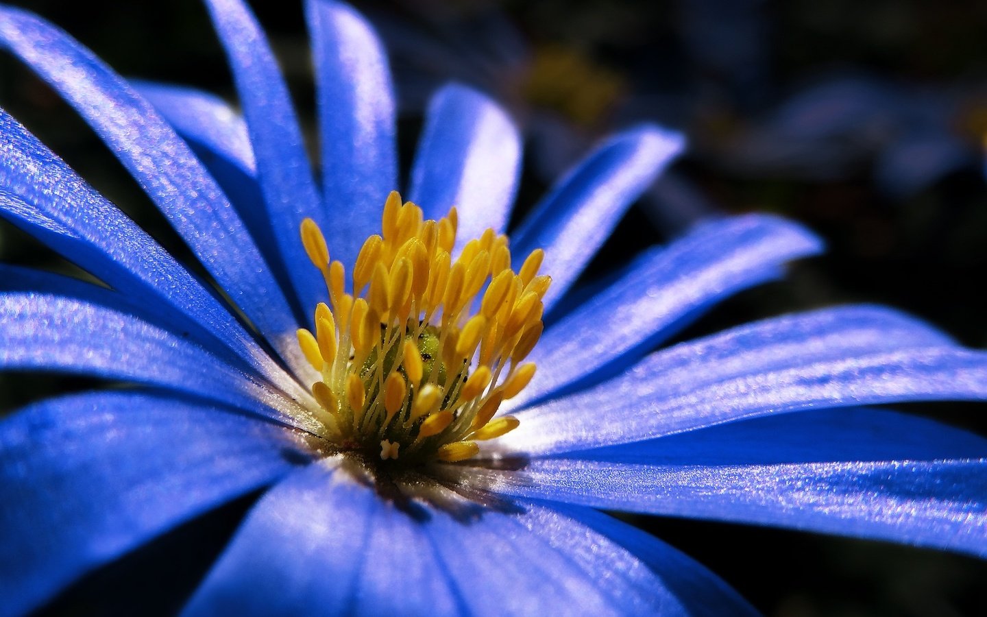 Обои макро, синий, цветок, лепестки, весна, анемон, macro, blue, flower, petals, spring, anemone разрешение 1920x1352 Загрузить
