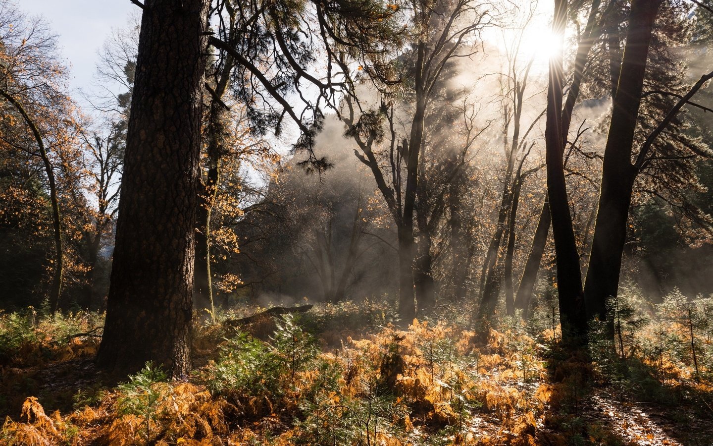 Обои природа, лес, осень, nature, forest, autumn разрешение 2560x1600 Загрузить