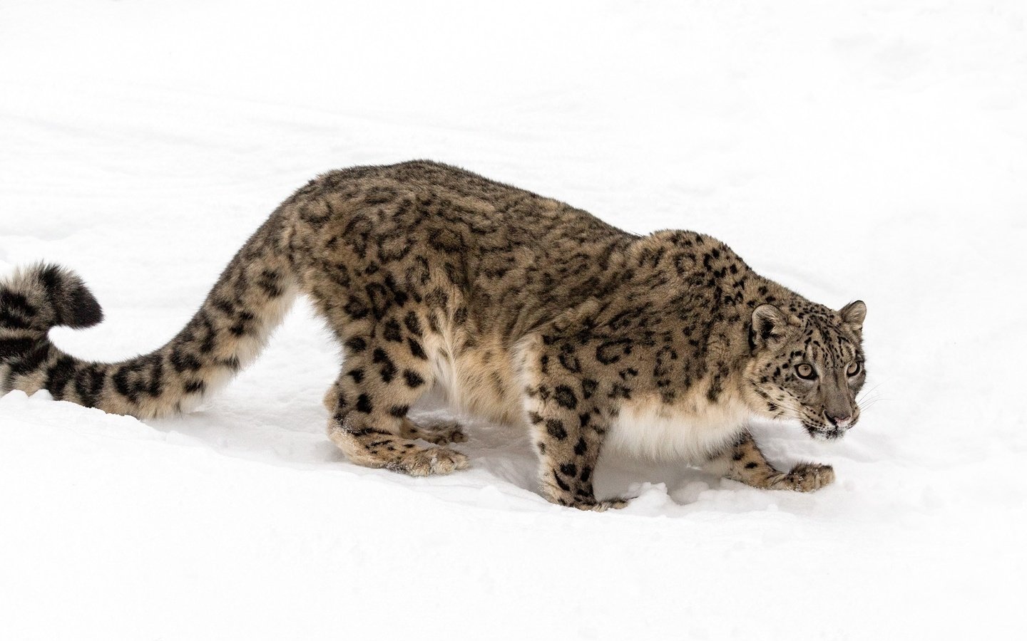 Обои хищник, снежный барс, ирбис, красавец, predator, snow leopard, irbis, handsome разрешение 2048x1183 Загрузить
