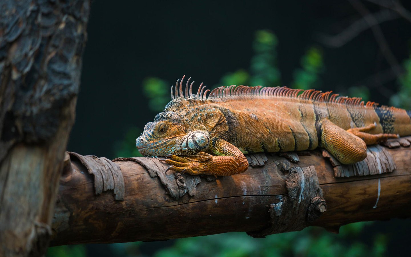 Обои природа, дерево, ящерица, игуана, пресмыкающееся, nature, tree, lizard, iguana, reptile разрешение 1920x1280 Загрузить